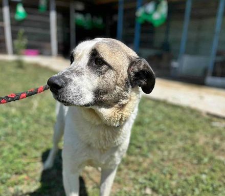 Santo, auf der Suche nach seinen Menschen