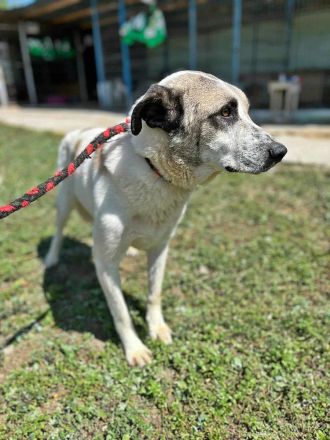 Santo, auf der Suche nach seinen Menschen