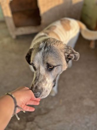 Santo, auf der Suche nach seinen Menschen