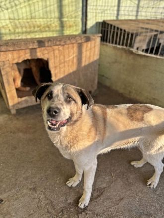 Santo, auf der Suche nach seinen Menschen