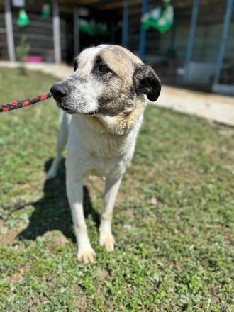 Santo, auf der Suche nach seinen Menschen