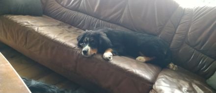 Berner Sennenhund Welpen