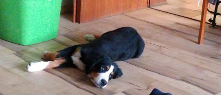 Berner Sennenhund Welpen