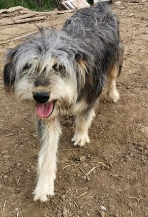 Akira, Handicap Hund