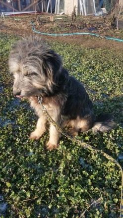 Akira, Handicap Hund