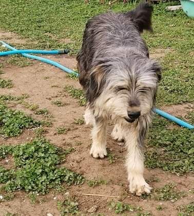 Akira, Handicap Hund