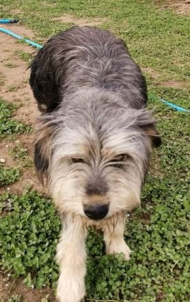 Akira, Handicap Hund