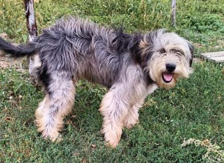 Akira, Handicap Hund