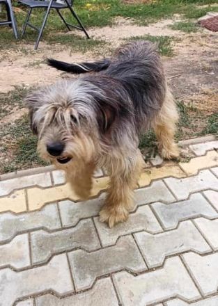 Akira, Handicap Hund