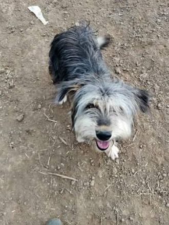 Akira, Handicap Hund