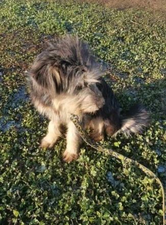 Akira, Handicap Hund