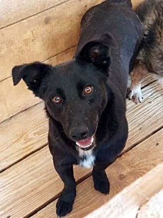 Blacky sucht sein..für immer Zuhause