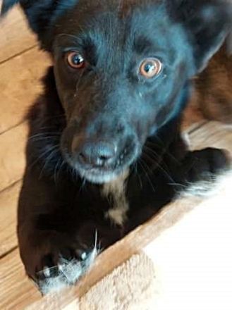 Blacky sucht sein..für immer Zuhause