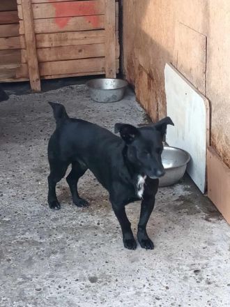 Blacky sucht sein..für immer Zuhause