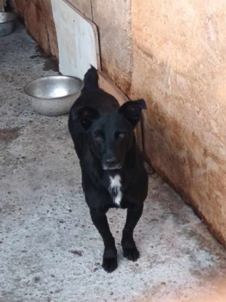 Blacky sucht sein..für immer Zuhause