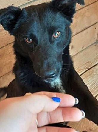 Blacky sucht sein..für immer Zuhause