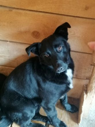 Blacky sucht sein..für immer Zuhause