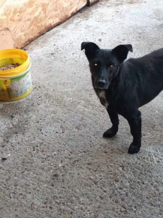 Blacky sucht sein..für immer Zuhause