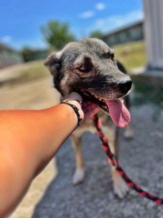 Darky, ruhig und geduldig