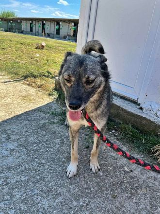 Darky, ruhig und geduldig