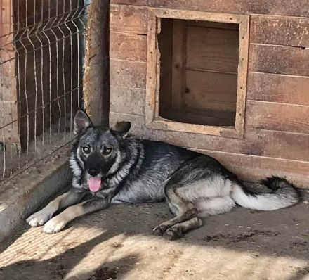 Darky, ruhig und geduldig