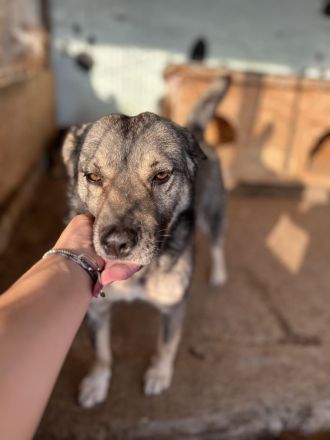 Darky, ruhig und geduldig