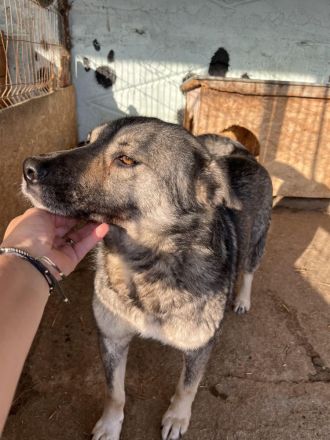 Darky, ruhig und geduldig