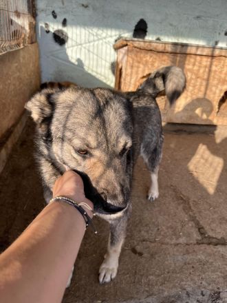 Darky, ruhig und geduldig