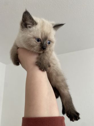 Britisch Kurzhaar Kittens (Blue Point, W/M)