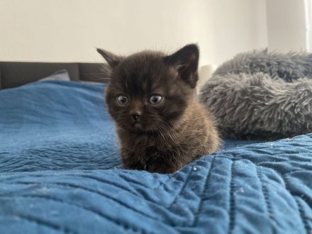 Britisch Kurzhaar Kittens (Blue Point, W/M)