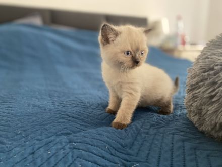 Britisch Kurzhaar Kittens (Blue Point, W/M)