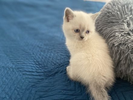 Britisch Kurzhaar Kittens (Blue Point, W/M)
