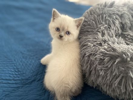 Britisch Kurzhaar Kittens (Blue Point, W/M)