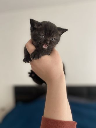 Britisch Kurzhaar Kittens (Blue Point, W/M)