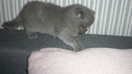 Reinrassige BKH Teddy Kitten in Grau/Blue ! ! !