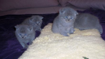 Reinrassige BKH Teddy Kitten in Grau/Blue ! ! !