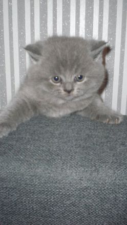 Reinrassige BKH Teddy Kitten in Grau/Blue ! ! !