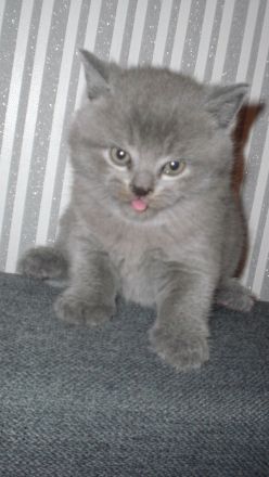 Reinrassige BKH Teddy Kitten in Grau/Blue ! ! !