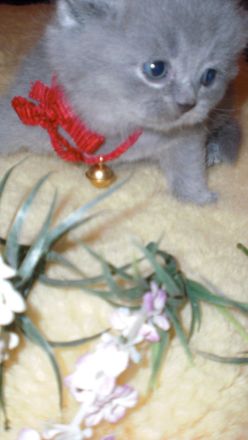 Reinrassige BKH Teddy Kitten in Grau/Blue ! ! !