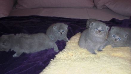 Reinrassige BKH Teddy Kitten in Grau/Blue ! ! !