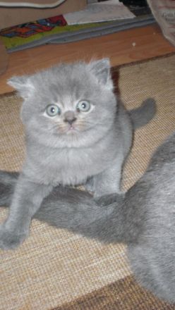Reinrassige BKH Teddy Kitten in Grau/Blue ! ! !