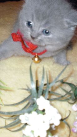 Reinrassige BKH Teddy Kitten in Grau/Blue ! ! !