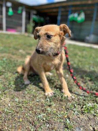 Ella, freundlich, lieb, aber ängstlich gegenüber Fremden