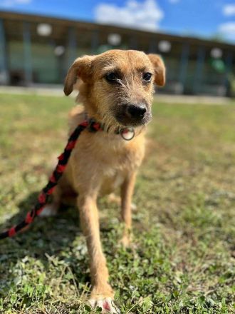 Ella, freundlich, lieb, aber ängstlich gegenüber Fremden