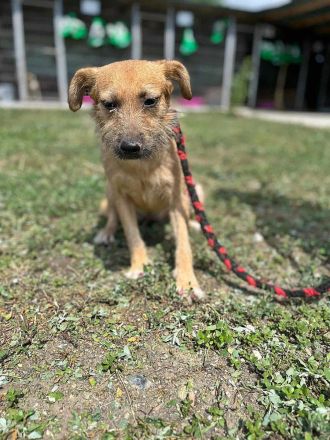 Ella, freundlich, lieb, aber ängstlich gegenüber Fremden