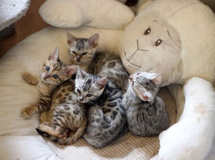 Gesunde Bengalkitten aus seriöser Hobbyzucht mit HCM frei geschallten Eltern