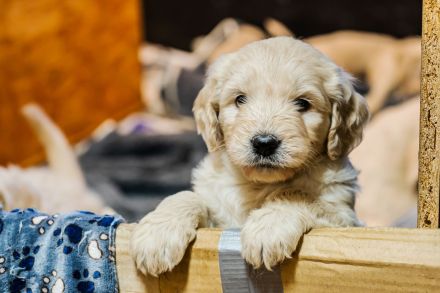 Golden Doodle Welpen