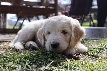 Golden Doodle Welpen