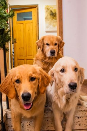 Golden Doodle Welpen