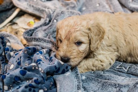 Golden Doodle Welpen